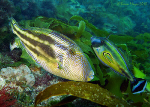 According to the Aussies, these Filefish are wearing leat... by Brian Mayes 